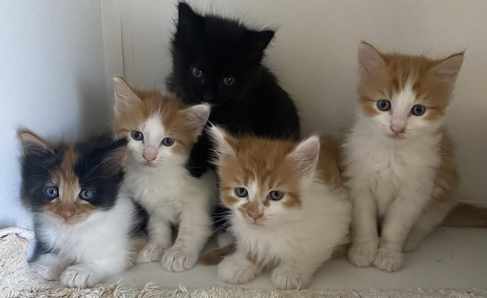 Welcome to Albany Animal Welfare